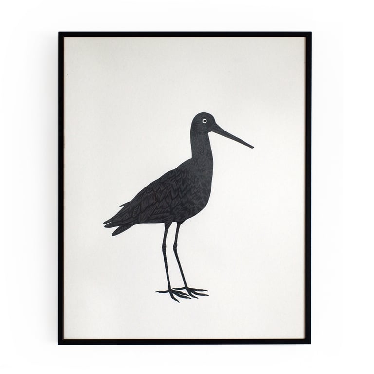 Godwit | Grutto