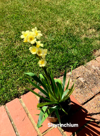 Sisyrinchiums