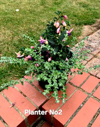 Planter number 2