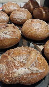 GF Cob 550g ea. Pick up Saturday Market 