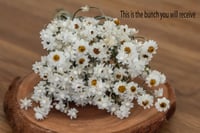 Image 1 of Winged Everlasting BUNCH 2