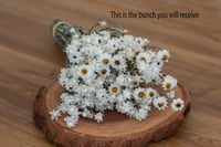 Image 2 of Winged Everlasting BUNCH 2