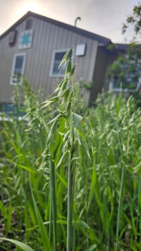 Image of ☆S A L E☆ 2 oz. Milky Oat Top tincture 