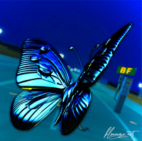 FlyButter