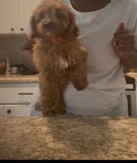 Image 2 of Benjamin Cavapoo 