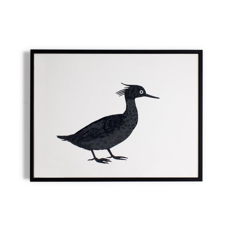 Red-breasted Merganser | Middelste Zaagbek