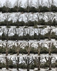Image 3 of 3D Scanning Trees – Course Registration