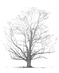 Image 1 of 3D Scanning Trees – Course Registration