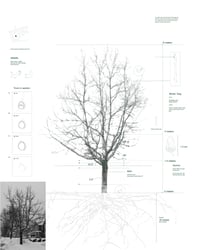 Image 4 of 3D Scanning Trees – Course Registration