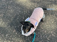 Image 1 of Flower Power Puffer Coat