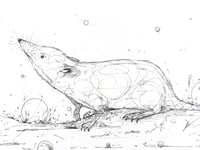Image 1 of Ground Scent