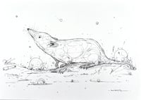 Image 3 of Ground Scent