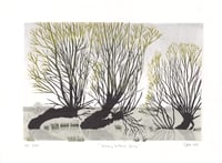 Welney Willows Spring