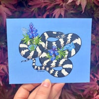 California Kingsnake Postcard Print