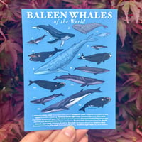 Baleen Whales Postcard Print