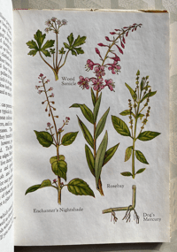 Image 8 of A Book of Common Flowers