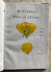 Image 2 of A Book of Common Flowers
