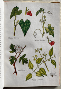 Image 5 of A Book of Common Flowers