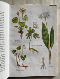 Image 4 of A Book of Common Flowers