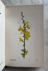 Image 6 of Vintage German Flower book (A)