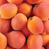Spanish Red Fuego Apricots