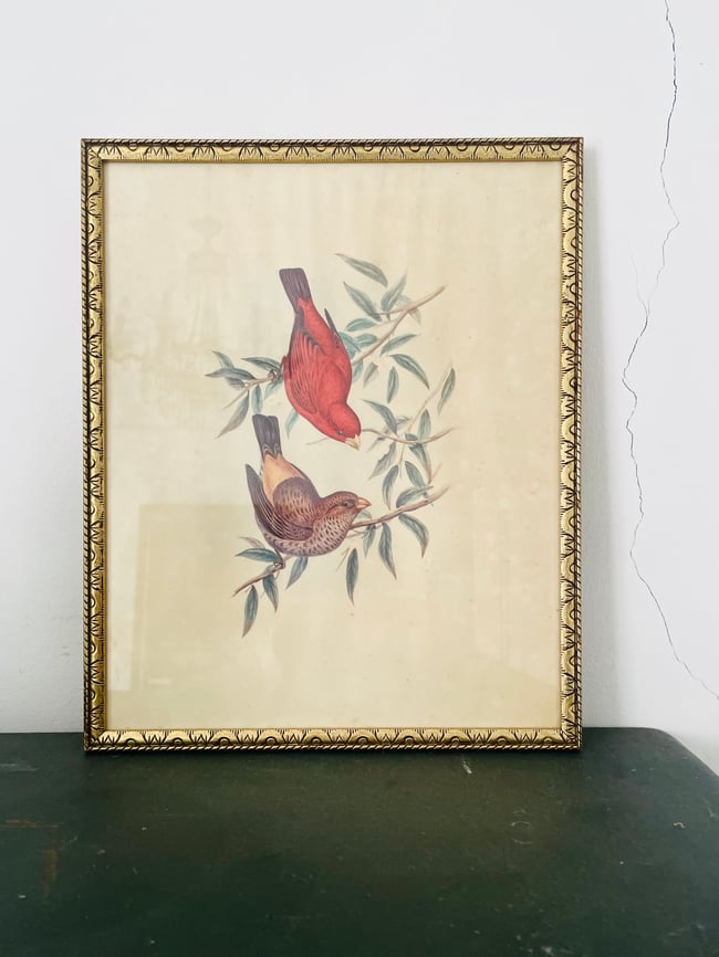 1950’s Framed John Gould Finch Print 