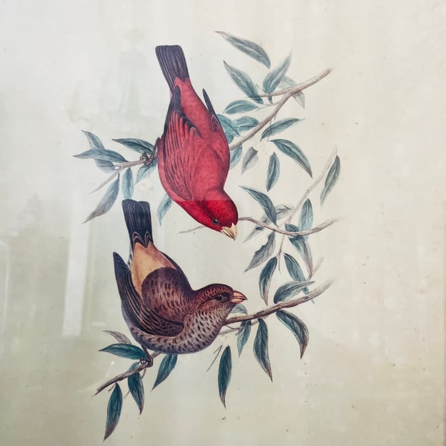 1950’s Framed John Gould Finch Print 