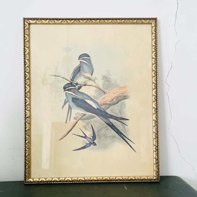 1950’s Framed John Gould Tree Swift Print