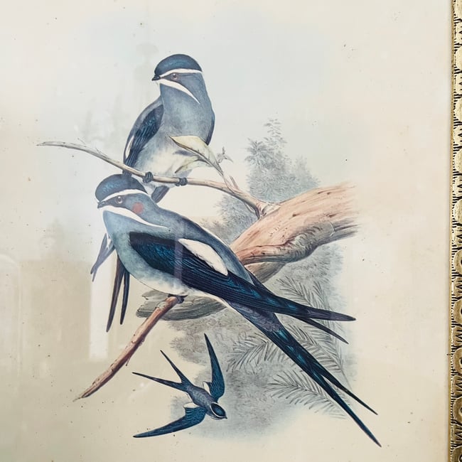 1950’s Framed John Gould Tree Swift Print