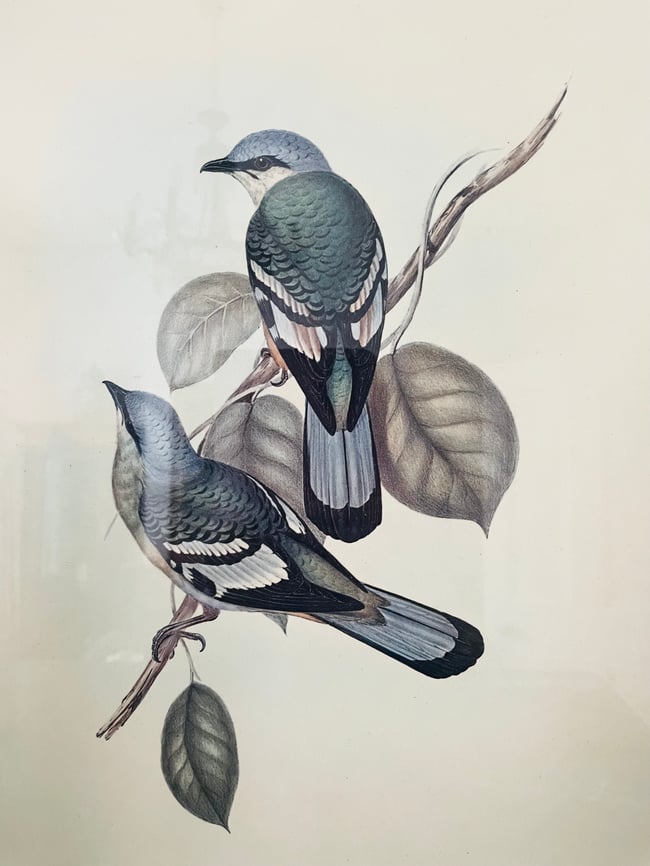 1950’s Framed John Gould Dove Print