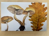 Fungi and Oak Leaf Card