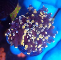 Image 2 of Peach Octospawn 