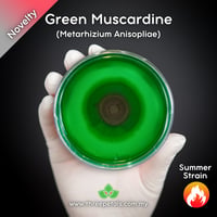 Image 1 of Green Muscardine (Metarhizium Anisopliae) Live Mycelium Mushroom Culture Spawn Seed