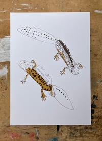 Image 2 of Great Crested Newts Print