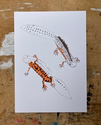 Image 4 of Great Crested Newts Print