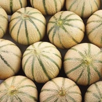 Italian Retato Degli Ortolani Cantaloupe Melon