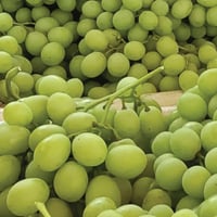 Italian Cotton Candy™ Grapes