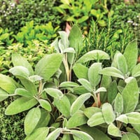 British Seasonal Fresh Herb Bouquet 100g