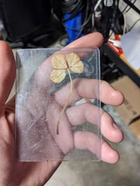 Four Leaf Clover (Hand-Picked Daily)