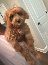 Image 1 of Benjamin Cavapoo 