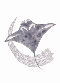 Raie manta de récif