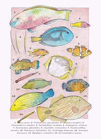 Poissons des récifs