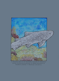 Requin-léopard