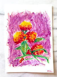 Lantana Camara