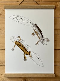 Image 7 of Great Crested Newts Print