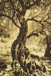 Olive Tree - Lori Pond
