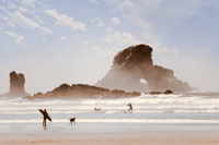 Surf Dog