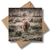 Highland Coo Greetings Card