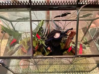 Image 3 of Morticia's Conservatory Lighted Lantern Halloween Decoration