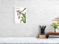 Image 2 of Impatiens glandulifera